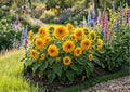 Double Dwarf Sunflower Seeds Teddy Bear Sungold Heirloom Flower Seeds for Garden, Compact Bright Yellow Blooms, Ornamental Planting