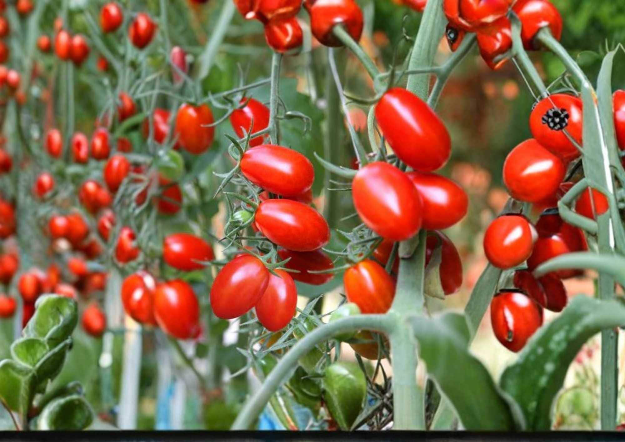 Napoli Tomato Seeds Heirloom Non-GMO Vegetable Seeds for Canning, Italian Paste Tomato for Sauce and Cooking