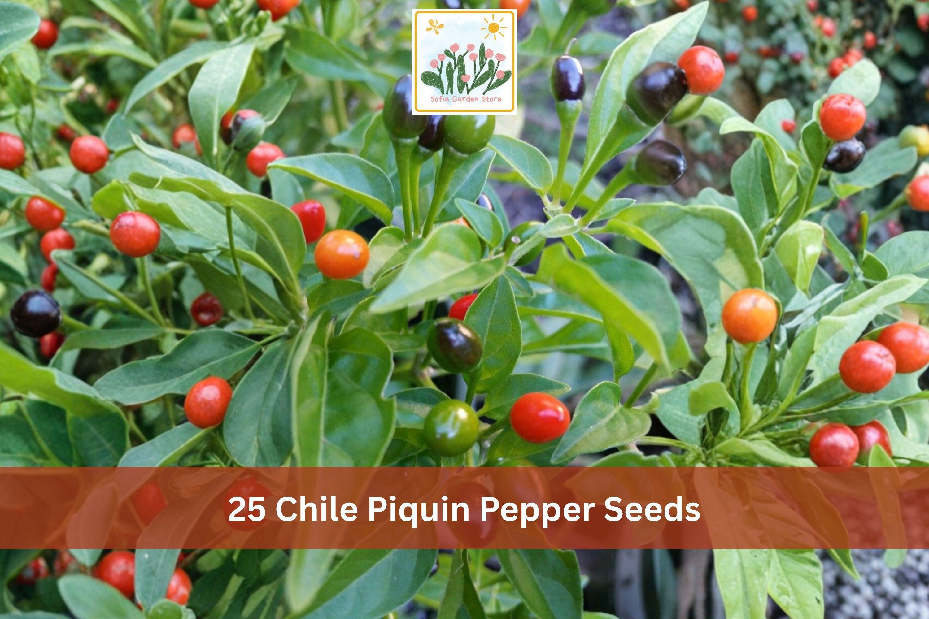 25 Chile Piquin Pepper Seeds | Hot Small Red Chili Vegetable Seeds for Garden Planting | Capsicum annuum