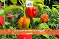 25 Scotch Bonnet Red Pepper Seeds | Hot Chili Vegetable Seeds Capsicum chinense for Garden Planting