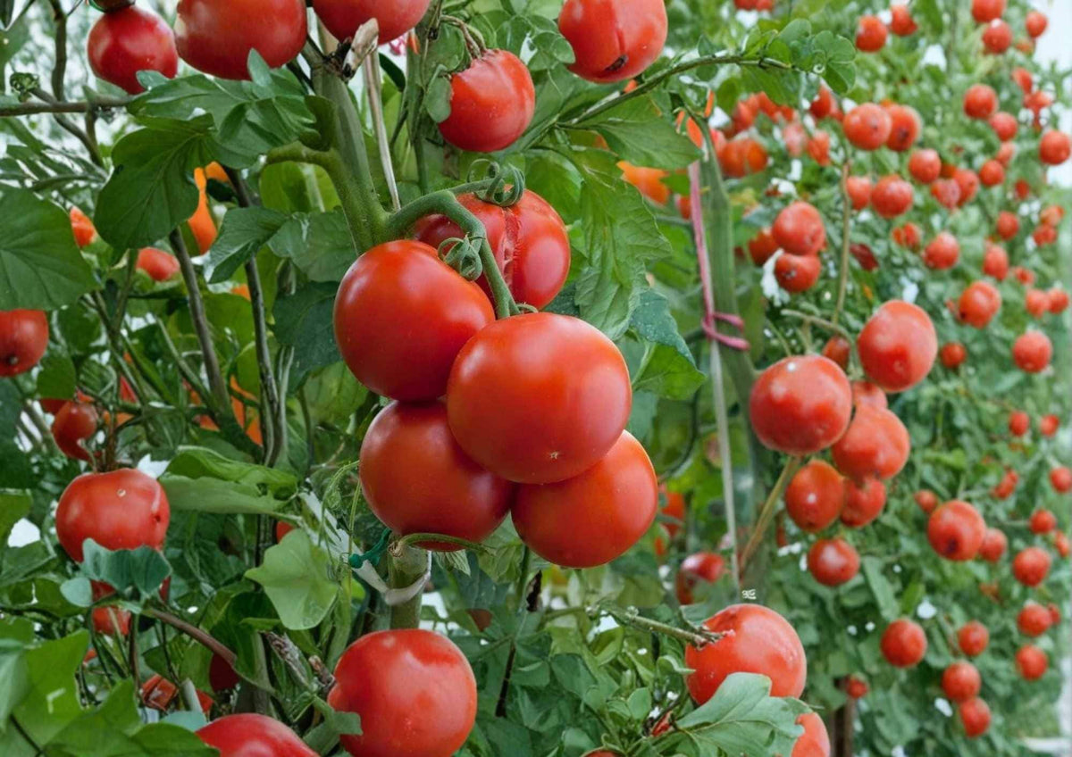 10+ Ace 55 Heirloom Non-GMO Tomato Seeds – Low Acid, Medium-Sized Red Fruit, Garden Planting