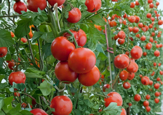 10+ Ace 55 Heirloom Non-GMO Tomato Seeds – Low Acid, Medium-Sized Red Fruit, Garden Planting