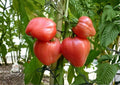 30+ Anna Russian Tomato Seeds - Heirloom Non-GMO Pink Heart-Shaped Fruit, Sweet Rich Flavor, Garden Planting, Vegetable Seeds