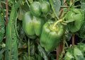 Emerald Giant Bell Pepper Seeds – Heirloom Non-GMO Large Green to Red Thick-Walled Sweet Peppers for Garden Planting