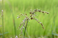 False Aster Seeds 100 Boltonia asteroides Native Wildflower for Prairie Gardens & Pollinator Habitats