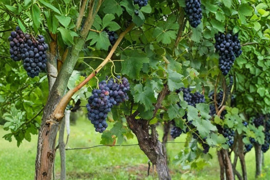 Grape Vine Seeds 50+ Vitis vinifera Climbing Plant for Garden & Bonsai Cultivation
