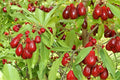 Cornus mas Seeds – Fruit Shrub, Edible Red Fruit, Ornamental Landscape Plant, Small Tree, Berry Bush, Garden Shrub, Hardy Perennial