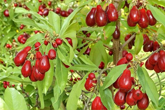 Cornus mas Seeds – Fruit Shrub, Edible Red Fruit, Ornamental Landscape Plant, Small Tree, Berry Bush, Garden Shrub, Hardy Perennial