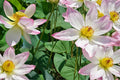 Sacred Lotus Seeds – Nelumbo nucifera Aquatic Plant for Ponds and Water Gardens, Large Ornamental Flowers
