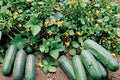 Eureka Cucumber Seeds – Cucumis sativus Hybrid, Vining Vegetable for Pickling & Slicing, 50 Seeds