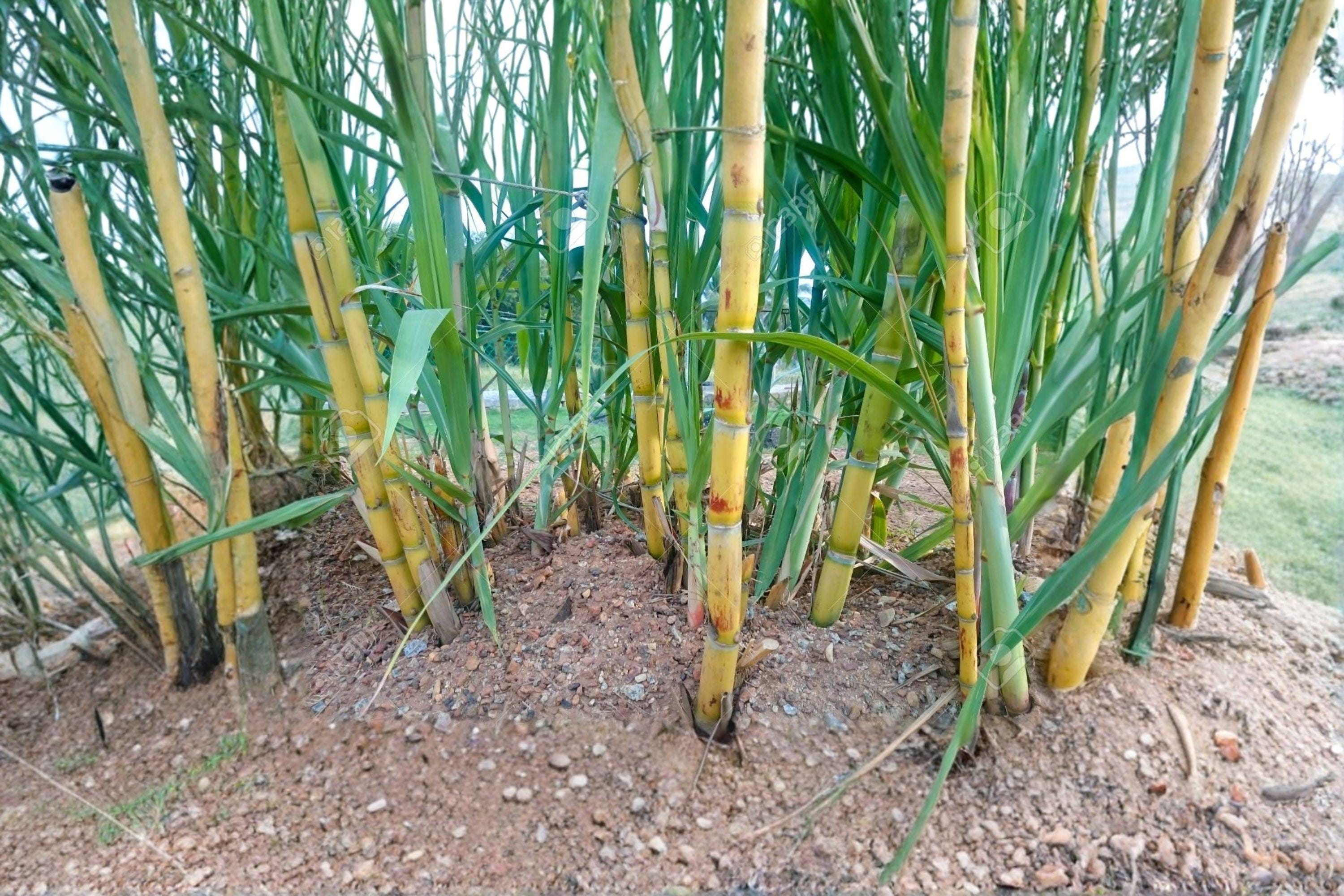 Yellow Sugarcane 1 Plant â€“ Saccharum officinarum