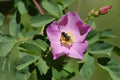 White Rugosa Rose Seeds | Hardy Coastal Fragrant Rose (Rosa rugosa alba) for Hedges & Wildlife