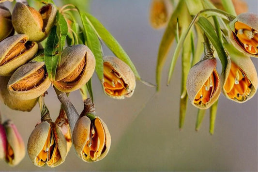 Almond Tree Seeds, Prunus dulcis, Nut Tree, Edible Kernels, Flowering, Garden Plant, 20 Seeds