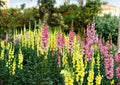 50+ Russell Lupine Seeds Mix – Perennial Flower Seeds for Vibrant Garden Borders, Pollinator-Friendly, Tall Spike Blooms, Lupinus polyphyllus