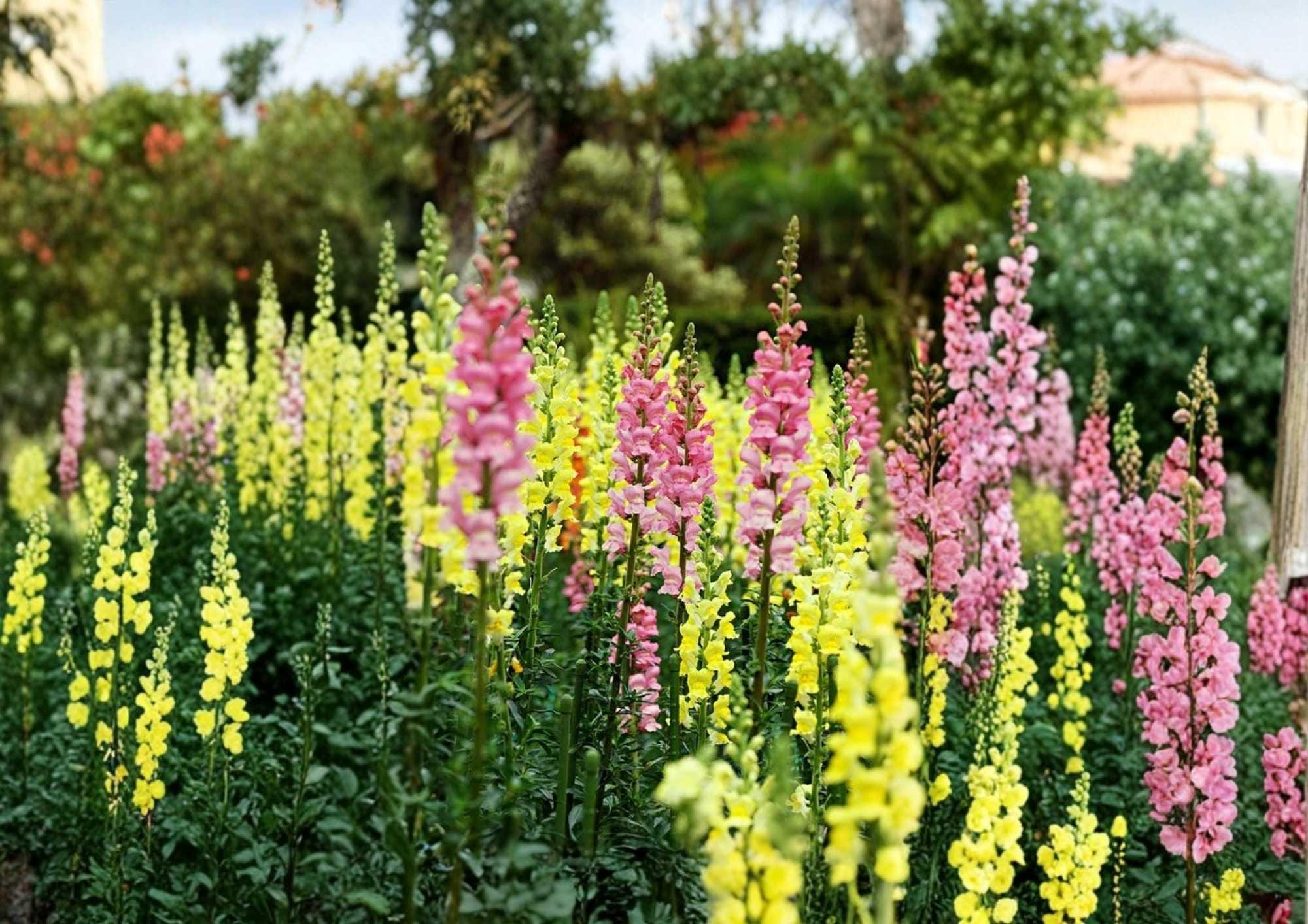 50+ Russell Lupine Seeds Mix – Perennial Flower Seeds for Vibrant Garden Borders, Pollinator-Friendly, Tall Spike Blooms, Lupinus polyphyllus
