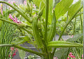 Clemson Spineless Okra Seeds Heirloom Non-GMO Vegetable Seeds for Garden Planting, Tender Green Pods, High Yield