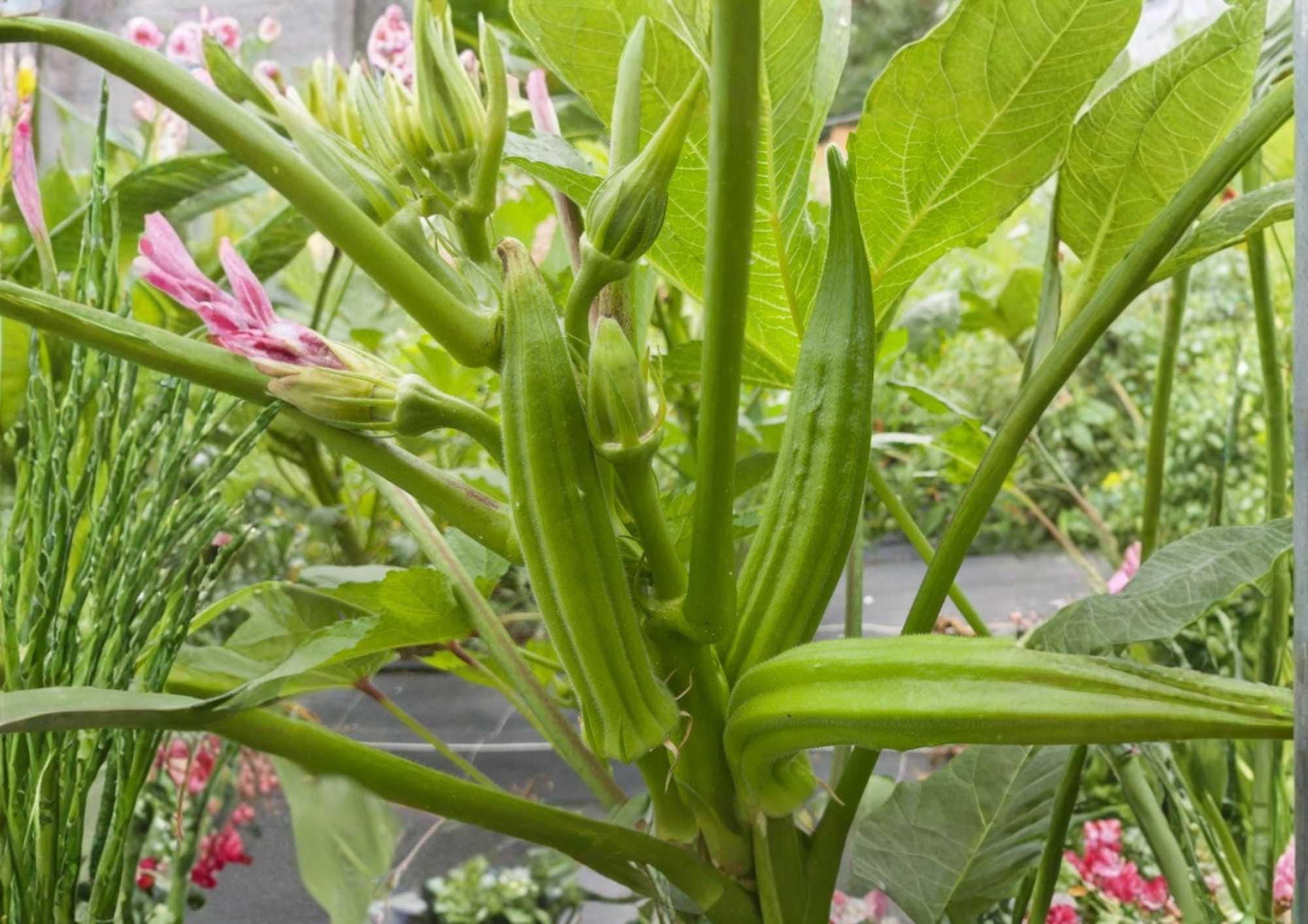 Clemson Spineless Okra Seeds Heirloom Non-GMO Vegetable Seeds for Garden Planting, Tender Green Pods, High Yield