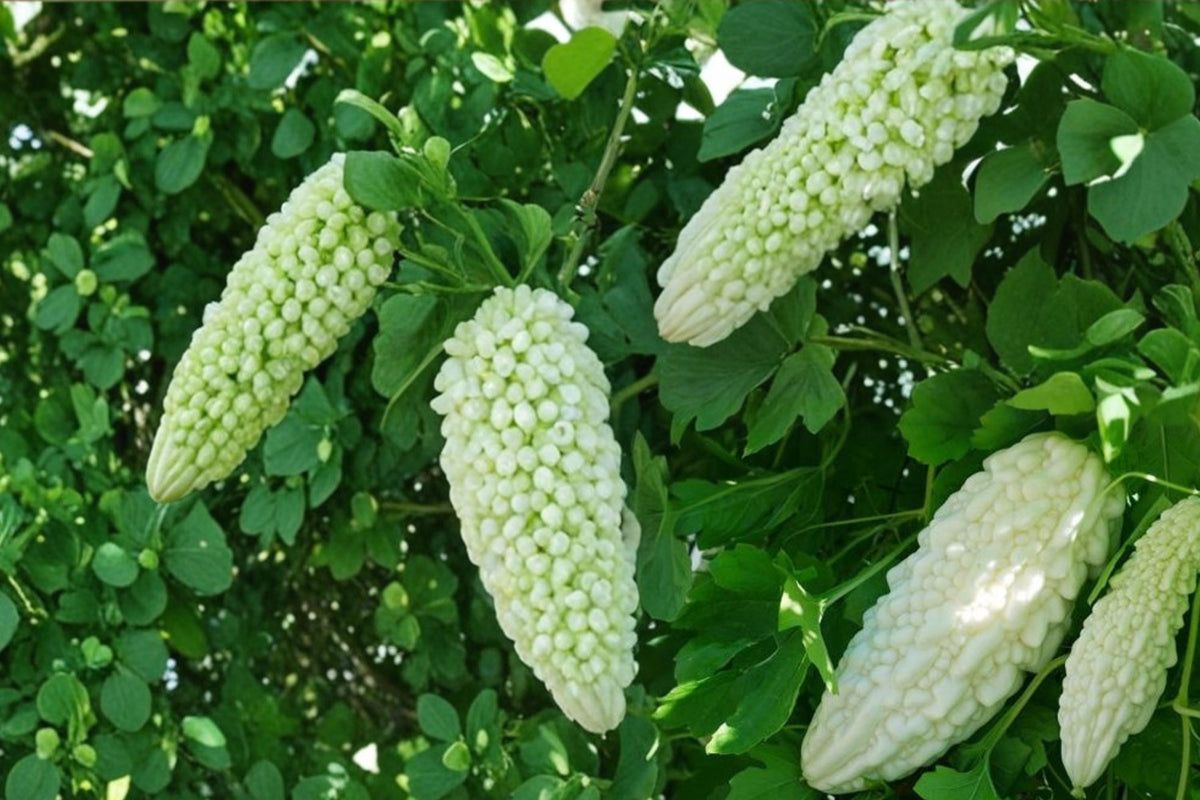 White Bitter Gourd Seeds – Climbing Vegetable Vine, Momordica charantia, Edible White Gourd, Garden Plant, Tropical Vegetable