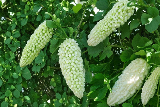 White Bitter Gourd Seeds – Climbing Vegetable Vine, Momordica charantia, Edible White Gourd, Garden Plant, Tropical Vegetable