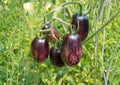 Brad’s Atomic Grape Tomato Seeds – Rare Heirloom, Colorful Striped Cherry, High Yield, Sweet Flavor, Garden Planting