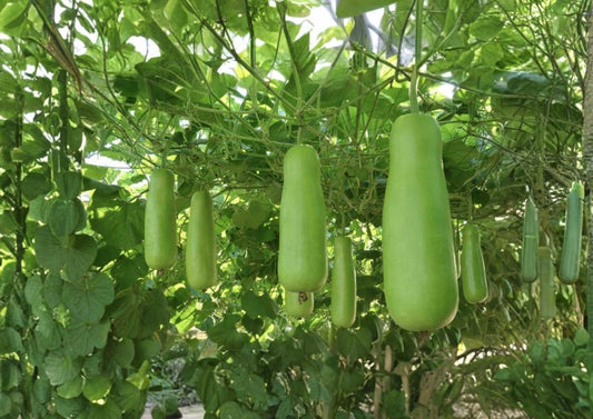 Calabash Bottle Gourd Seeds - Heirloom, Long Green Edible Gourd, Chinese Lauki Opo Squash, Vegetable Garden Planting, Vine Seeds