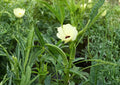 Rainbow Fiesta Okra Seeds – Heirloom Organic Non-GMO Vegetable Seeds for Colorful Pods, High Yield, Garden Planting