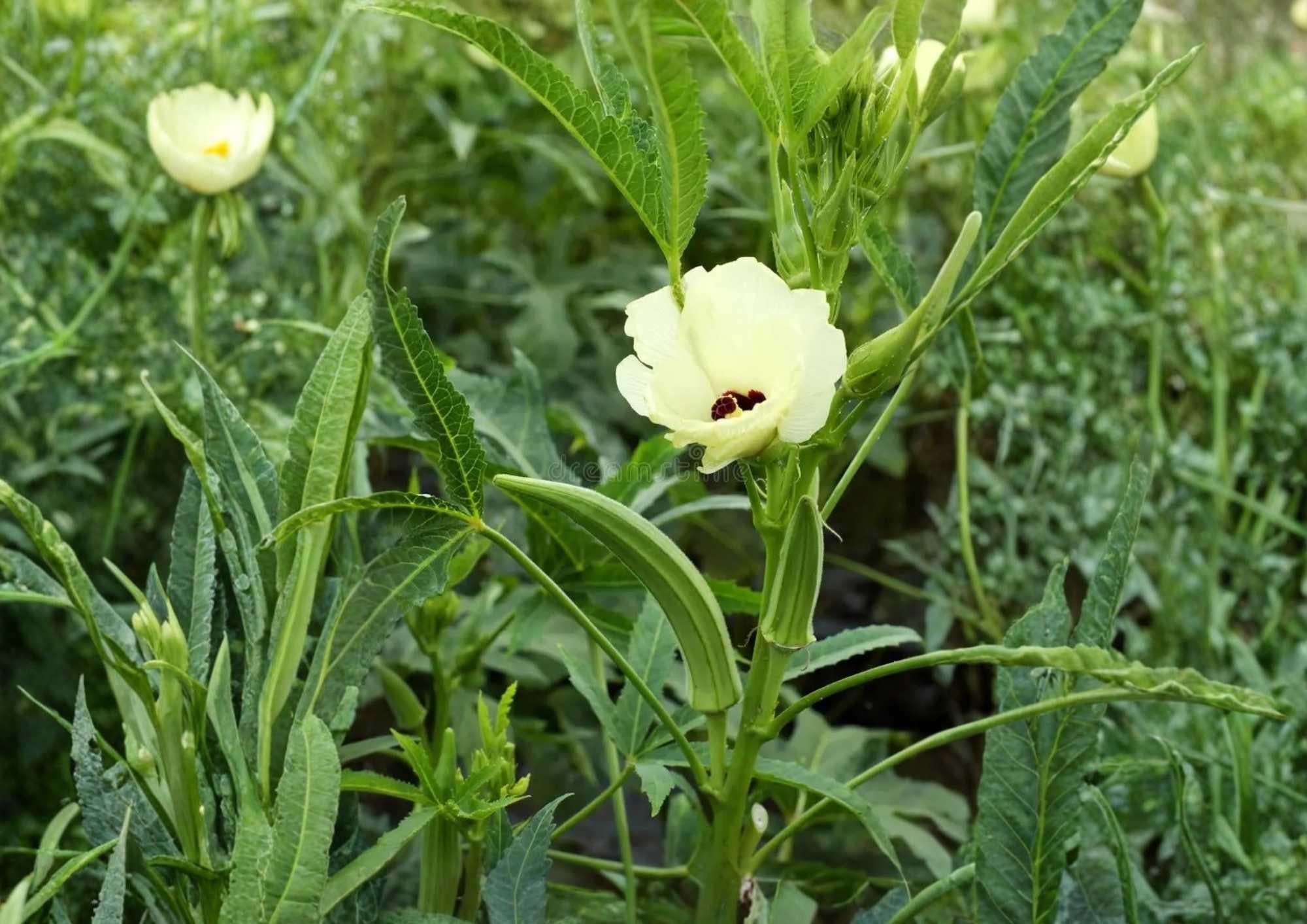 Rainbow Fiesta Okra Seeds – Heirloom Organic Non-GMO Vegetable Seeds for Colorful Pods, High Yield, Garden Planting