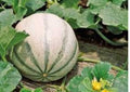Charentais Melon Seeds - Heirloom Organic Cantaloupe Seeds for Garden Planting, Aromatic Orange Flesh, French Gourmet Melon