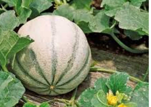 Charentais Melon Seeds - Heirloom Organic Cantaloupe Seeds for Garden Planting, Aromatic Orange Flesh, French Gourmet Melon