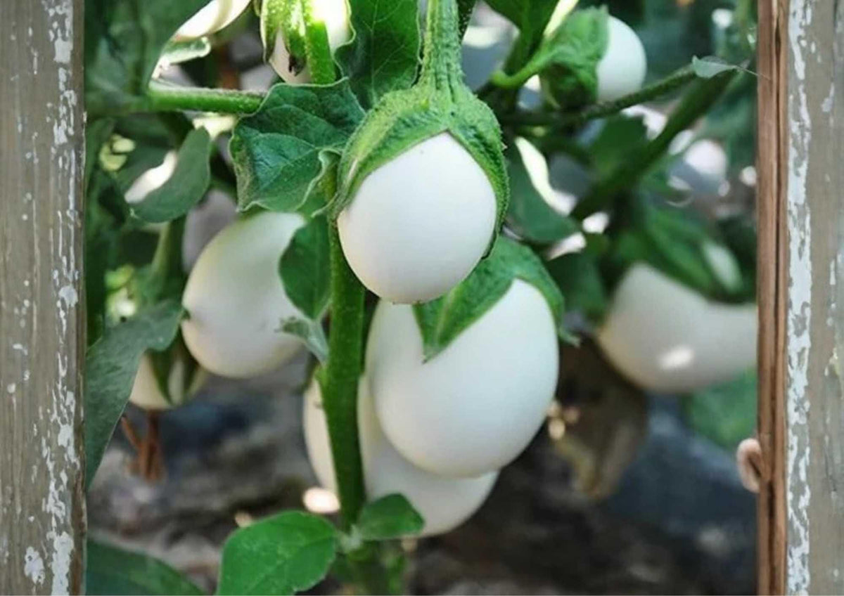 White Eggplant Seeds – Heirloom Organic Non-GMO Small Oval Fruits for Garden and Container Planting