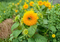 Giant Teddy Bear Sunflower Seeds – Heirloom Non-GMO, Large Fluffy Double Yellow Blooms, Bee Pollinator, Garden Planting