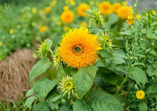 Giant Teddy Bear Sunflower Seeds – Heirloom Non-GMO, Large Fluffy Double Yellow Blooms, Bee Pollinator, Garden Planting