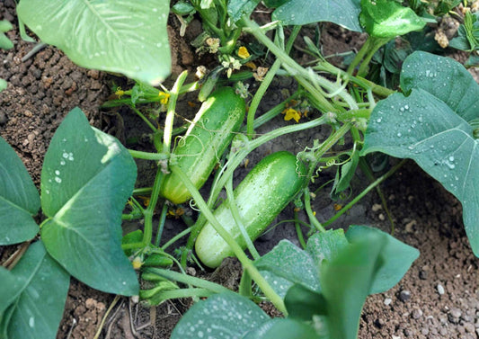 100+ Beit Alpha Cucumber Seeds Heirloom Organic Non-GMO Vegetable Seeds for Garden Planting