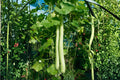 Monkey Flower Seeds (Mimulus ringens) – Native Wildflower for Rain Gardens, Pondsides & Wetlands, Pollinator-Friendly, 1000 Seeds