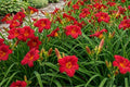 Daylily Bulbs 'Little Business' – Perennial Flower Bare Root Plants for Garden Borders, Pollinator Attracting, Hardy Hemerocallis