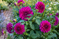 Purple Taiheijo Dahlia Bulb Clump | Perennial Decorative Flower | Dahlia pinnata | Large Purple Dinner Plate Blooms