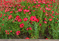 Scarlet Flax Seeds, Bright Red Wildflower Flower Seeds for Garden, Ornamental Pollinator-Friendly, Linum grandiflorum
