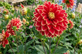Giant Dinner Plate Dahlia Bulb Clump - Dutch Carnival Variety - Colorful Flowering Dahlia (Dahlia pinnata)