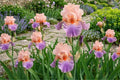 German Bearded Iris Bulb Rhizomes – Pastel Colors, Iris germanica, Flowering Plant for Garden, Borders, Containers