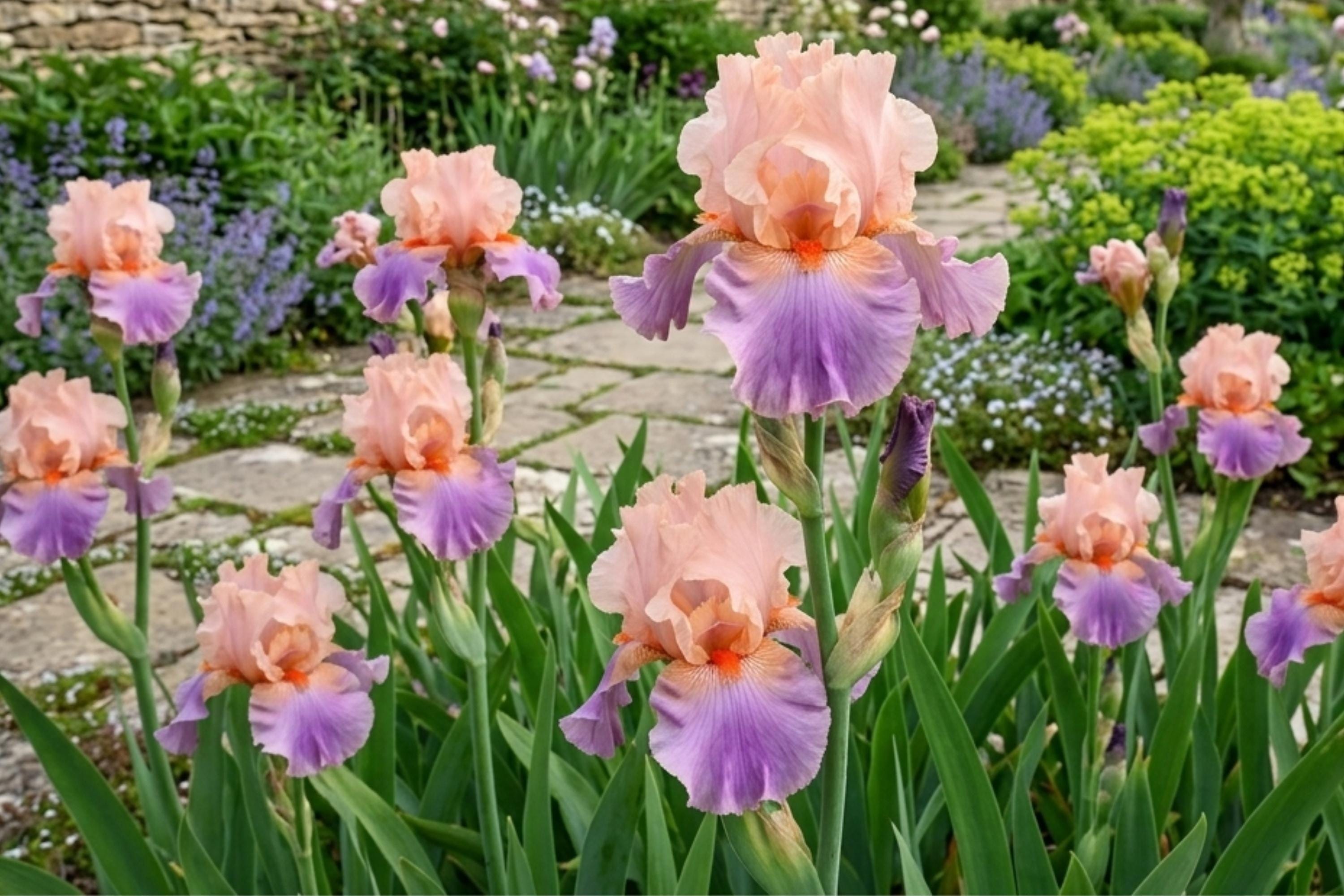German Bearded Iris Bulb Rhizomes – Pastel Colors, Iris germanica, Flowering Plant for Garden, Borders, Containers