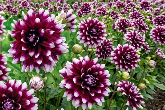 Dinner Plate Dahlia Bulb Clump - MYSTERY DAY Variety with 8-10 Inch Blooms, Flower Tubers for Garden, Cut Flowers, Full Sun