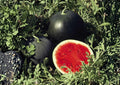 Florida Giant Watermelon Seeds – Heirloom Organic Non-GMO, Extra Large Heavy Yield Fruit Seeds for Garden Planting