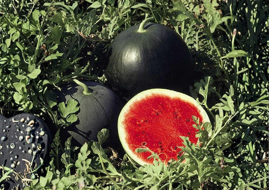 Florida Giant Watermelon Seeds – Heirloom Organic Non-GMO, Extra Large Heavy Yield Fruit Seeds for Garden Planting
