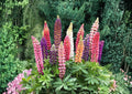 Russell Lupine Seeds Mixed Colors – Perennial Flower Seeds for Garden, Tall Spikes, Bee & Butterfly Pollinator Plants