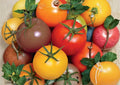 Rainbow Cherry Tomato Seeds – Heirloom Non-GMO Vegetable Seeds for Garden, Colorful Sweet Cherry Tomatoes, Solanum lycopersicum
