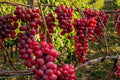 Ruby Red Seedless Grape Plant - 1-2 Year Old Vitis vinifera, Ready to Plant, Fruit Producing, Home Garden, Patio, Climbing Vine