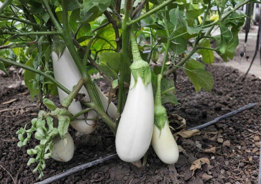 Snowy White Eggplant Seeds | Heirloom, Non-GMO, Small Oval White Fruits, Solanum melongena