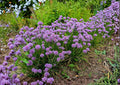 Chives Seeds, Perennial Green Onion Herb, Culinary Herb Seeds for Garden, 500+ Seeds, Allium schoenoprasum
