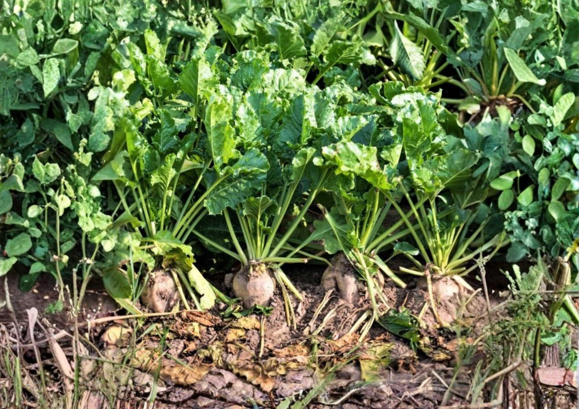 200+ Sugar Beet Seeds – Heirloom White Root Crop for Garden, Natural Sweetener, High Sugar Content, Vegetable Seeds