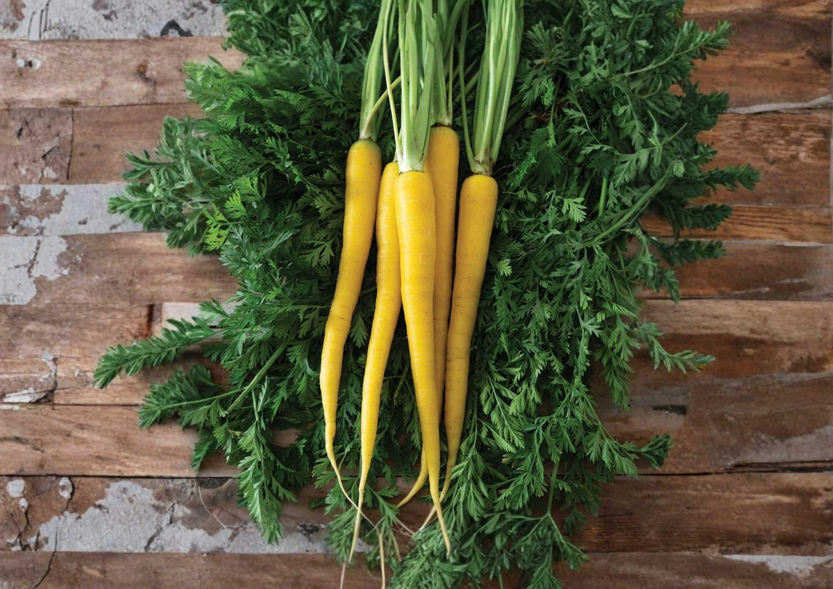 Yellow Carrot Seeds - Heirloom, Non-GMO, High Yield, Sweet Golden Roots for Garden Planting